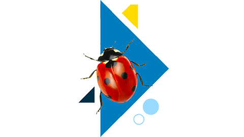 a soul specialty graphic that includes circe and triangle shapes and an image of a ladybug