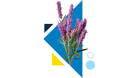 a soul specialty graphic that includes circe and triangle shapes and an image of lavender plants.