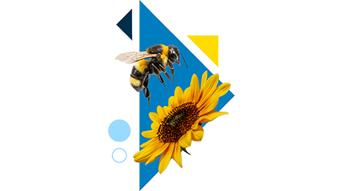 a soul specialty graphic that includes circe and triangle shapes and an image of a honey bee and a sun flower
