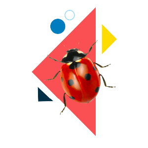 Connector soul specialties icon. Geometric shapes and a lady bug.