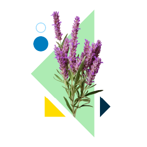 Healer soul specialties icon. Geometric shapes and lavendar flowers.